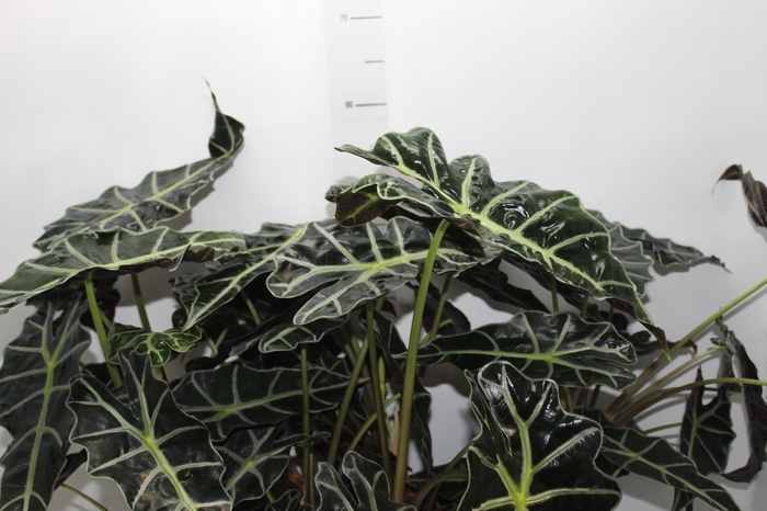 <h4>ALOCASIA POLLY P12</h4>