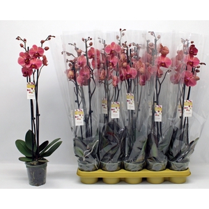 PHAL OV ORANJE