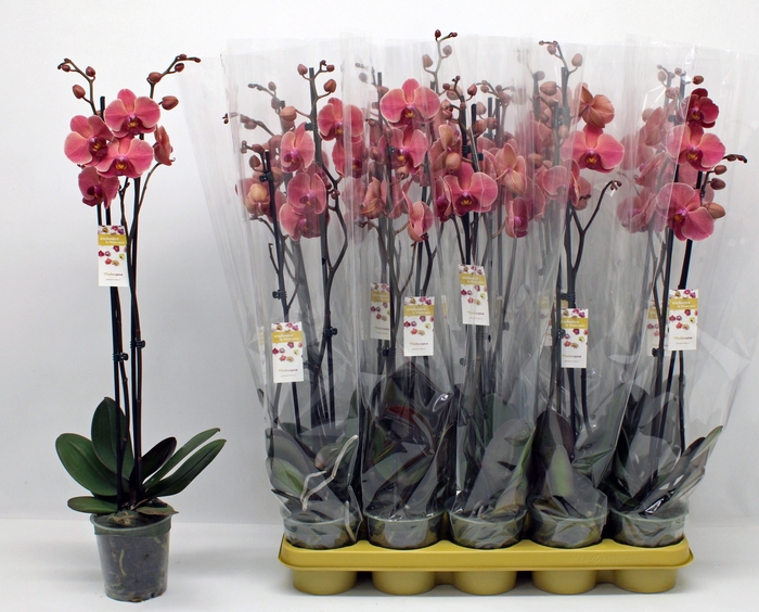 <h4>PHAL OV ORANJE</h4>