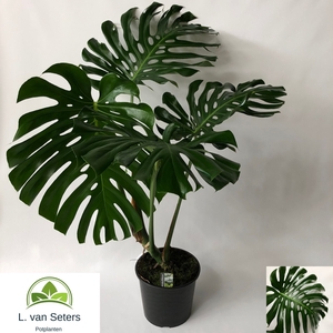 MONSTERA DELICIOSA