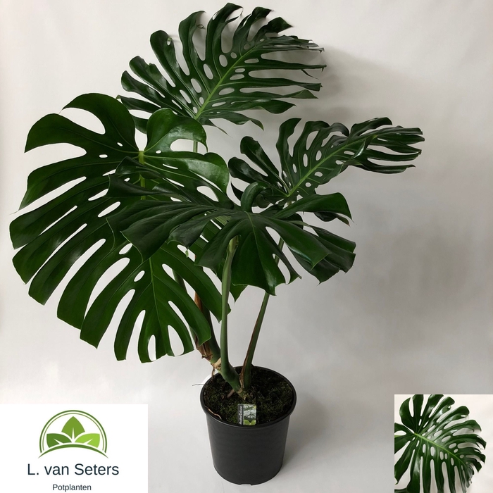 <h4>MONSTERA DELICIOSA</h4>