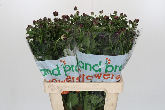 <h4>Ranunculus Magical Chocolate</h4>