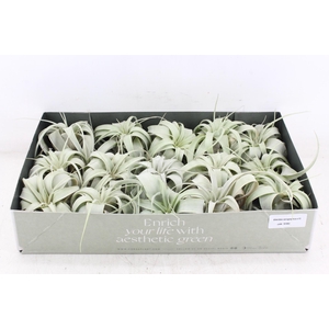 arr3 CP - Xerographica x15