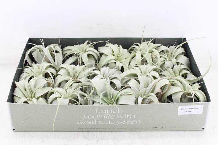 <h4>arr3 CP - Xerographica x15</h4>