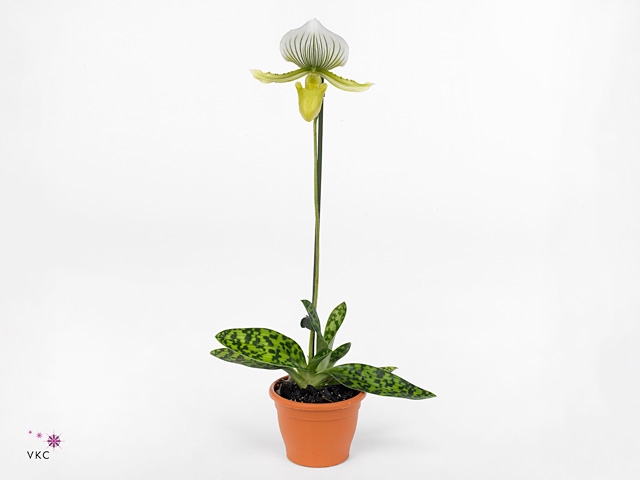 PAPH FEMMA