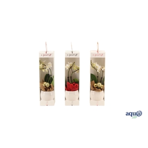 Lisa White Tiny Dolls Wit 2T12+ Aqu@ in Giftbox + kerstbal