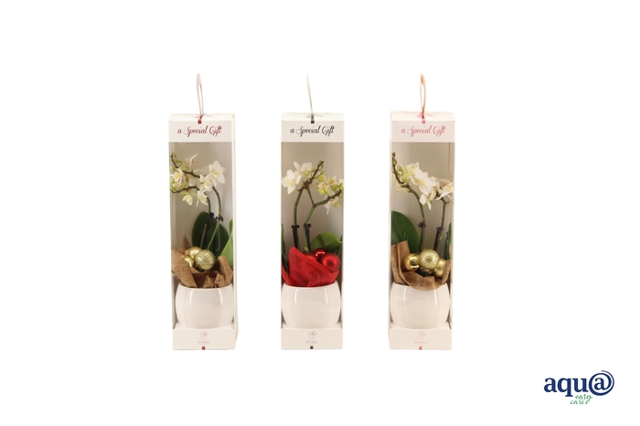 <h4>Lisa White Tiny Dolls Wit 2T12+ Aqu@ in Giftbox + kerstbal</h4>