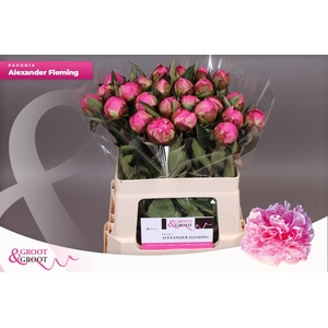 Paeonia Dr. Alexander Fleming | Heavy Quality