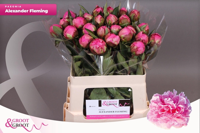 <h4>Paeonia Dr. Alexander Fleming | Heavy Quality</h4>