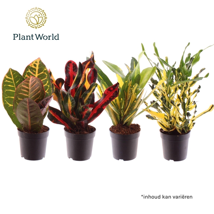Codiaeum Codiaeum variegatum kleinb