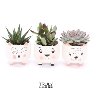 Succulents   ...