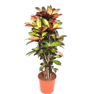 Codiaeum Iceton (Croton Iceton)