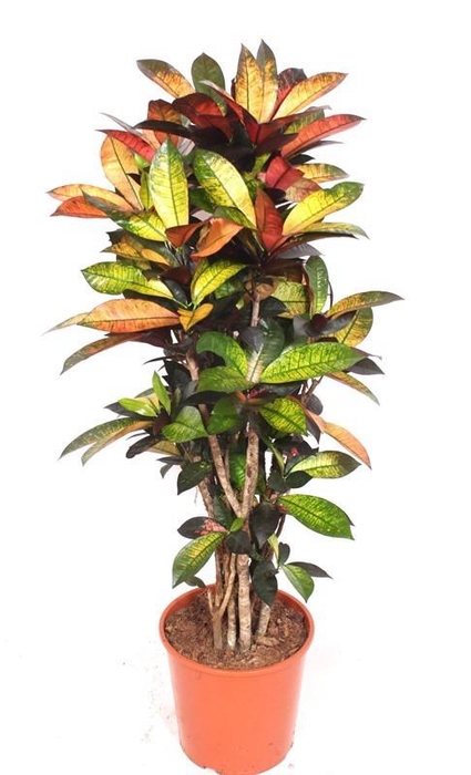 <h4>Codiaeum Iceton (Croton)</h4>