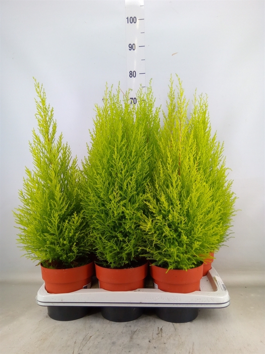 <h4>Cupressus macro. 'Goldcrest Wilma'</h4>