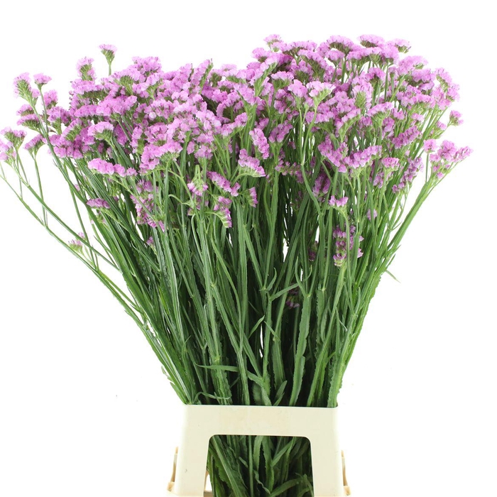 <h4>Lim S Rosel Su Birds</h4>