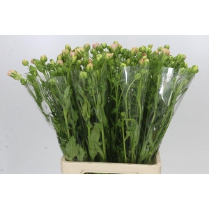 Ranunculus Magical Mascarpone