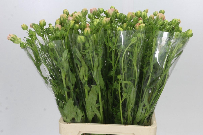 Ranunculus Magical Mascarpone