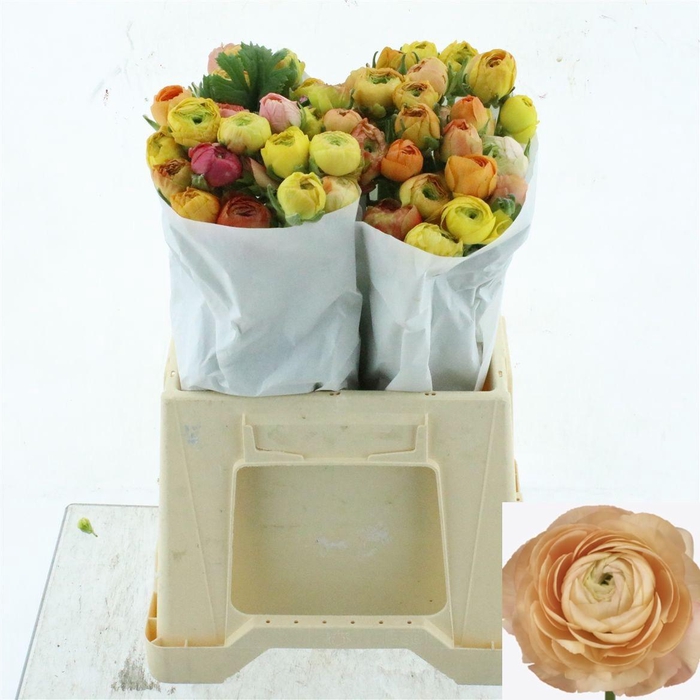 <h4>RAN SU GRAND PASTEL</h4>