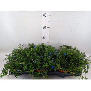 Glandora diffusa 'Heavenly Blue'