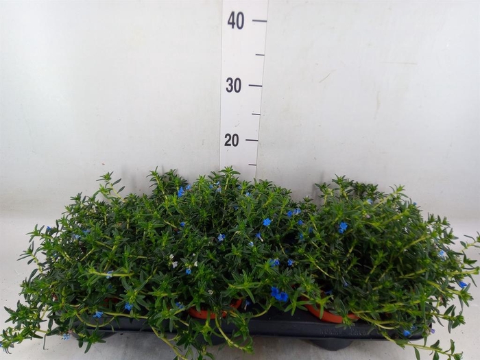 <h4>Glandora diffusa 'Heavenly Blue'</h4>