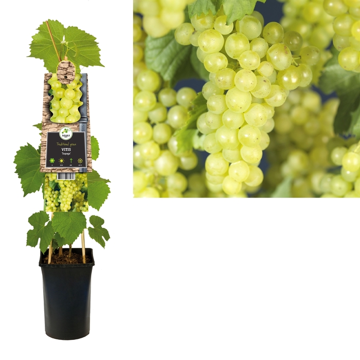 <h4>Vitis Supaga</h4>