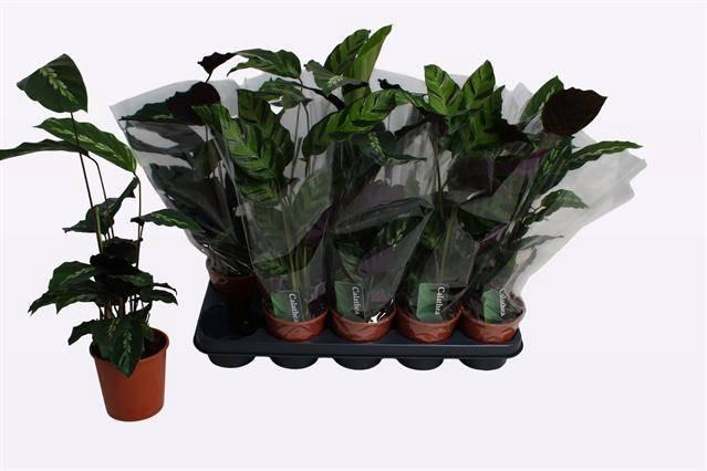 <h4>CALAT GEM 2 SRT</h4>