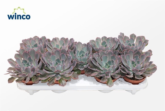 <h4>Echeveria Neonbreaker</h4>