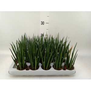 Sansevieria bacularis