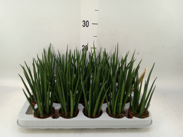 <h4>Sansevieria bacularis</h4>