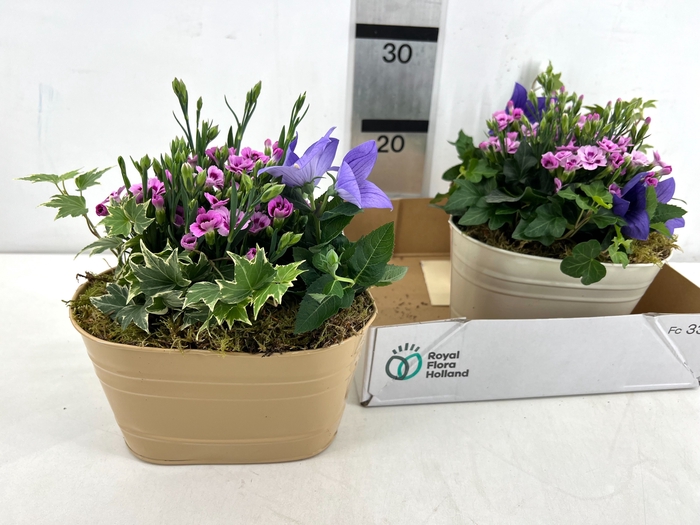 <h4>ARR TUINPLANTEN</h4>