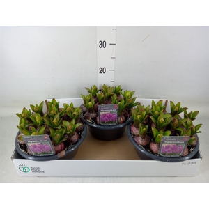 Hyacinthus orie.   ...