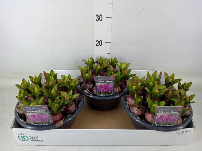 <h4>Hyacinthus orie.   ...</h4>