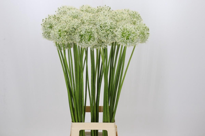 <h4>Allium Mount Everest</h4>