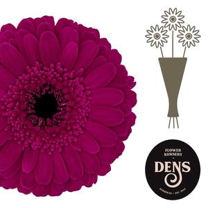 Germini Rhapsody Water