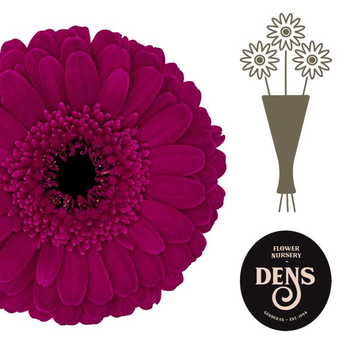 <h4>Germini Rhapsody Water</h4>