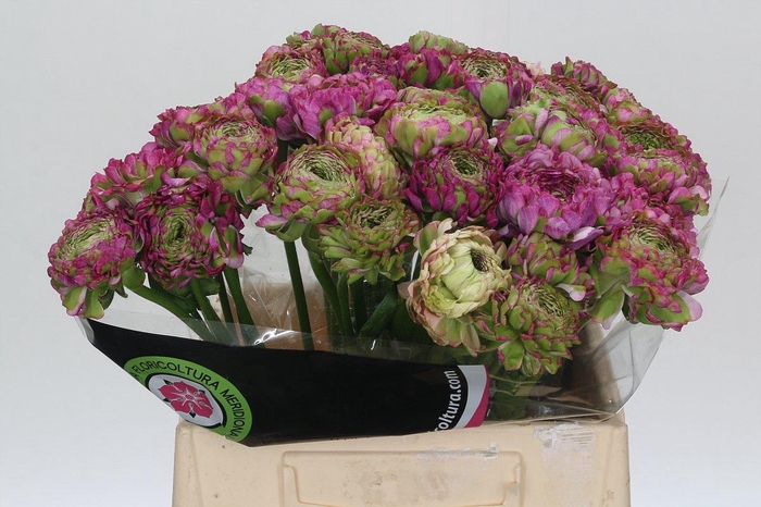 <h4>Ranunculus Pon Pon Malva</h4>