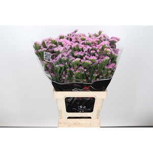 Lim Statice Barbie Wings