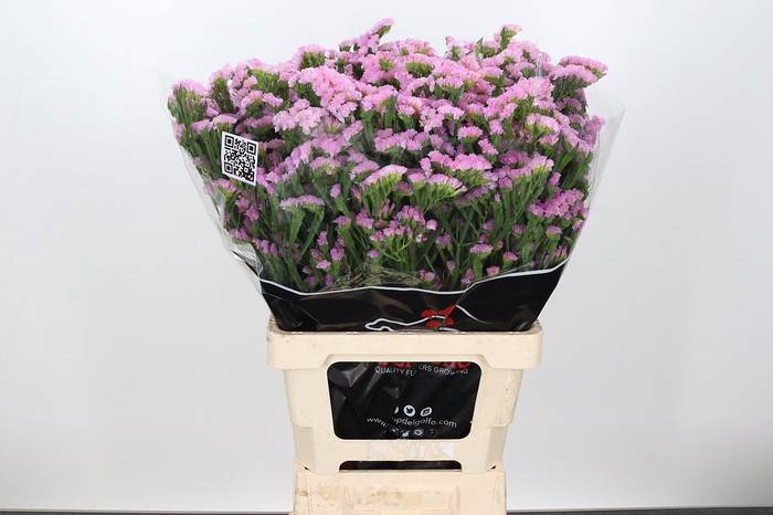 <h4>Lim Statice Barbie Wings</h4>