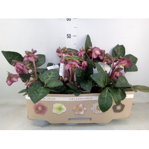 Helleborus  'Fkiss Elemental'