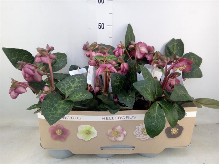 <h4>Helleborus  'Fkiss Elemental'</h4>