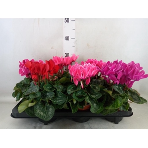 Cyclamen MD 'Macro'