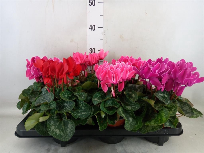 <h4>Cyclamen MD 'Macro'</h4>