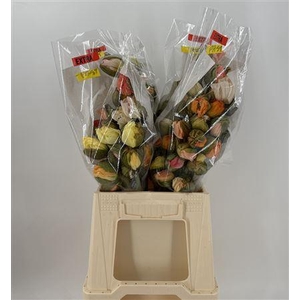 Papaver Mix Pastel Extra