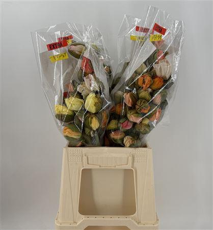 <h4>Papaver Mix Pastel Extra</h4>