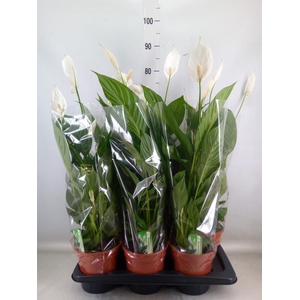 Spathiphyllum  'Verdi'