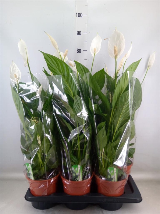 <h4>Spathiphyllum 'Verdi'</h4>