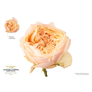 Rosa Garden Harper Sweet