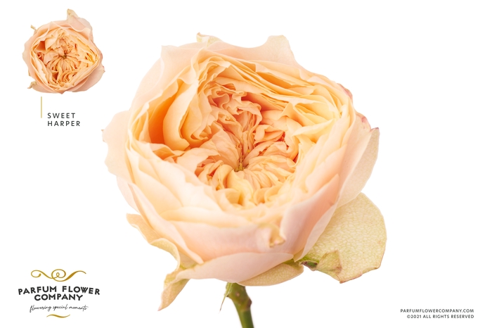 <h4>Rosa Garden Harper Sweet</h4>