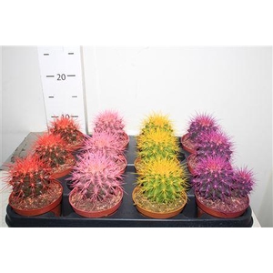 Echinoc Grusonii