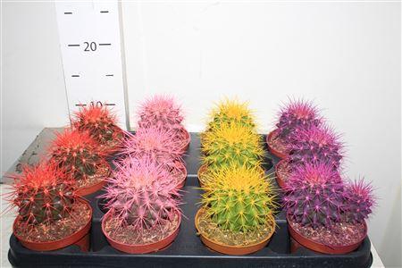 <h4>Echinoc Grusonii</h4>